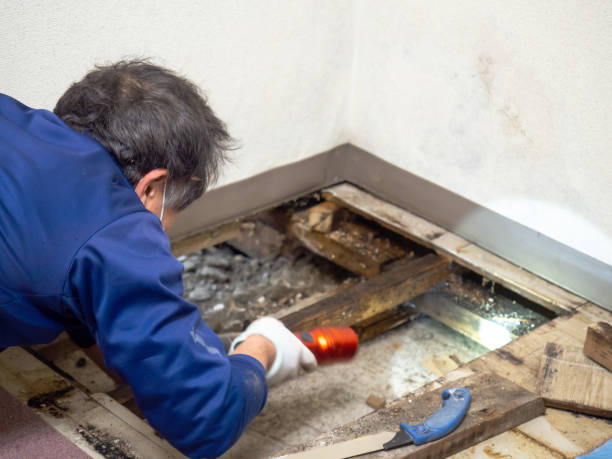 Best Crawl Space Mold Removal  in Willowick, OH